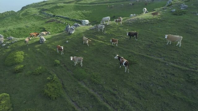Drone view of Free range Cows grazing on a mountain pasture