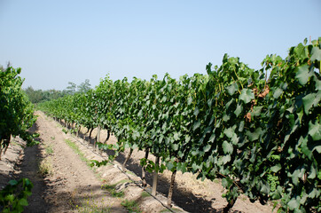 Fototapeta na wymiar Grape plantation in winery. Santiago, Chile