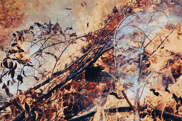 Burning the remains of dry leaves for disposal