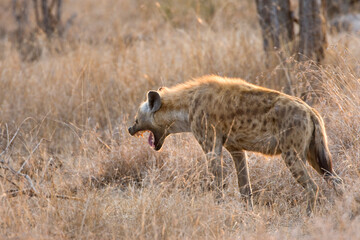 Gevlekte Hyena, Spotted Hyena, Crocuta crocuta