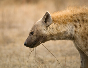 Gevlekte Hyena, Spotted Hyena, Crocuta crocuta