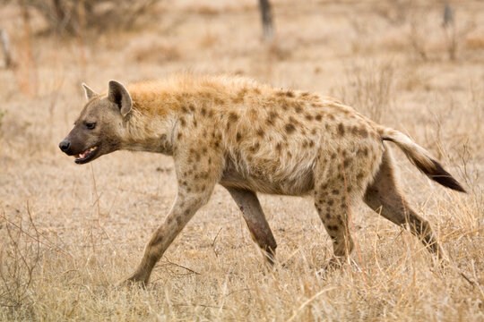 Gevlekte Hyena, Spotted Hyena, Crocuta crocuta
