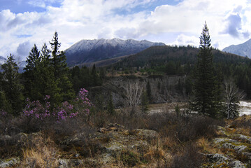 Spring mountain landscape. Blooming wild rhododendron in the forest by the river. Rocky shore. Spring forest and mountains.