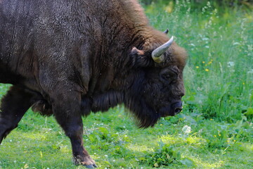 bison walking on the grass, Poland