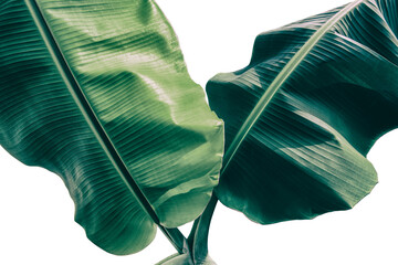 banana leaf isolated on white background, clipping path included.