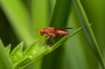 Marsh Fly in profile on a leaf

