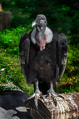 Andean condor on the beam. Latin name - Vultur gryphus	
