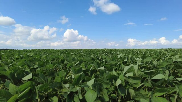 Growing soybeans. Huge soybean field. Soybeans grow in the field. The wind develops the soybean sprouts.