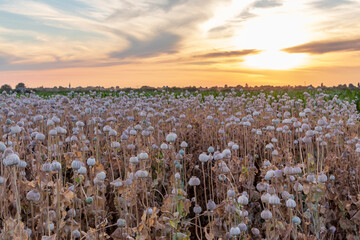 Papaver somniferum, commonly known as the opium poppy. Agricultural field in Serbia.Dramatic sky.