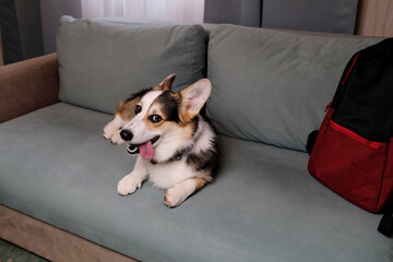 Welsh Corgi Pembroke Tricolor is resting in dog friendly hotel and enjoying life. Corgi dog traveler lies and rests on soft green comfortable sofa and advertises motel for relaxing with pets.