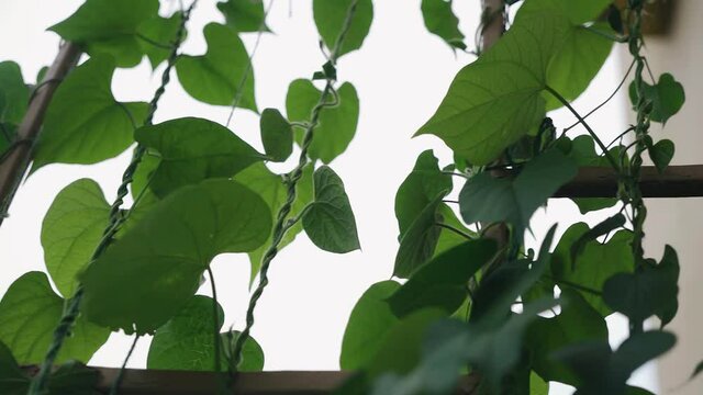 The bindweed plant decorates the balcony of the house. Close-up shooting of plants