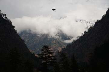 Eagle in Himalayas