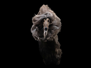 Fototapeta na wymiar flying dog. an Afghan hound on a dark background. active pet, movement