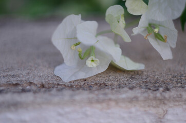 Fototapeta na wymiar Beautiful white bougainvillea flowers closeup. Vivid colors, green soft blurry background.