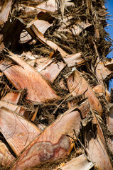 Tree Trunk Texture Detail