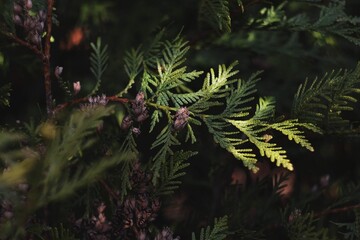 green leaves detail nature greenery grass photo