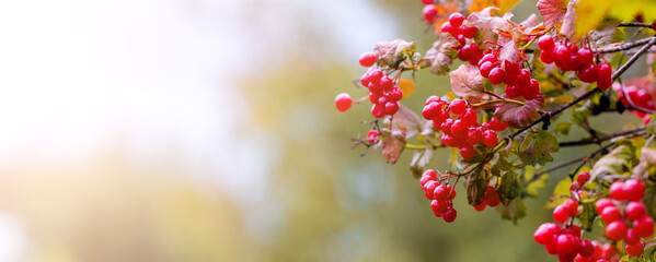 Viburnum branch with red berries on a blurred autumn background