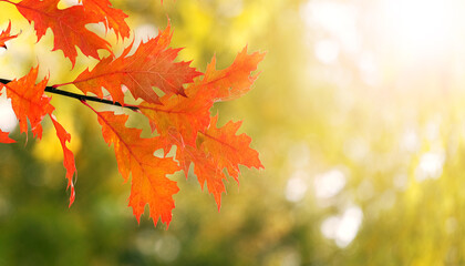 Autumn background with orange oak leaves on blurred background in sunny weather, panorama