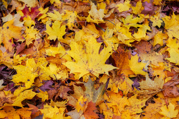Naklejka na ściany i meble Yellow maple leaves in the forest on the ground, autumn background