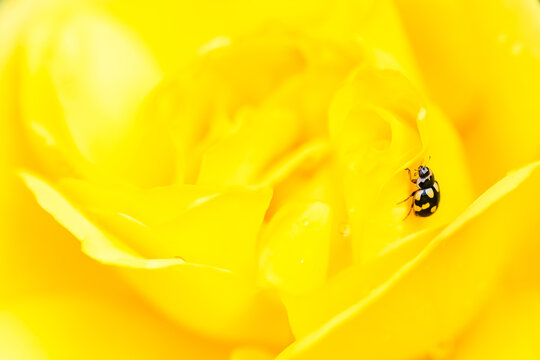 Small lady beetle, Propylea quatuordecimpunctata, black and yellow insect on a blossom rose
