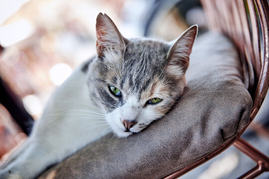 Green eyed stray cat lying on a chair with bored or depressed emotion.