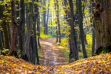 Obraz premium Autumn forest with colorful trees and a road covered with fallen leaves. Beauty in nature