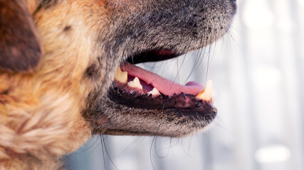 Muzzle of a dog with open mouth close up. Aggressive dog