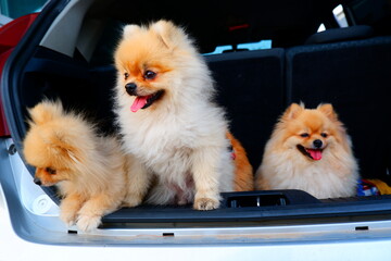 3 cute pom dogs in the back of the car
