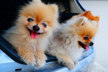 3 cute pom dogs in the back of the car