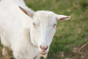 Naklejka na ściany i meble Close-up portrait of white adult goat at village countryside