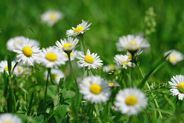 Closeup on an aggregation of the Common daisy, Bellis perennis,  in the garden lawn