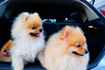 Two white Pomeranian dogs are looking.