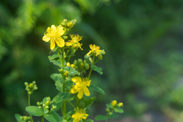 Yellow St. John's wort on a green stem in the garden