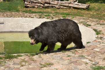 Black bear in Torun. Poland