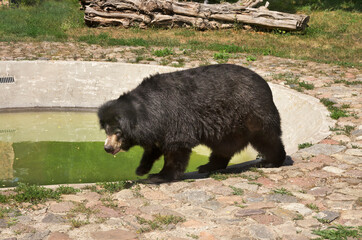 Black bear in Torun. Poland © Andrey Shevchenko