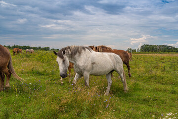 horses heavyweights walking in nature