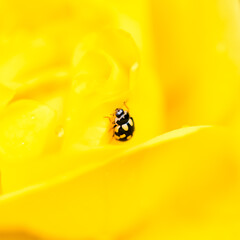 Small lady beetle, Propylea quatuordecimpunctata, black and yellow insect on a blossom rose
