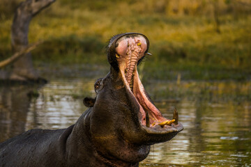 Wild hippo yawning in the pool in Moremi game reserve. Okavango delta, Botswana, Africa.