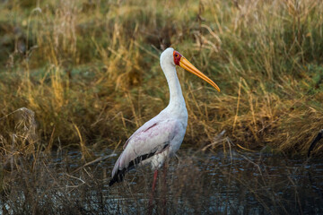 Yellow-billed Stork (Mycteria ibis) in profile standing in water in Moremi game reserve, Botswana.