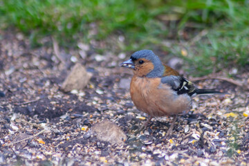 Bird on the ground