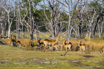 Naklejka na ściany i meble Red lechwe (Kobus leche) herd standing in the forest of Okawango delta in Moremi game reserve national park, Botswana, Africa.