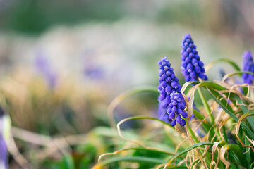 Spring Muscari Flowers
