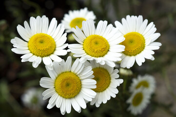 Fototapeta premium Marguerites