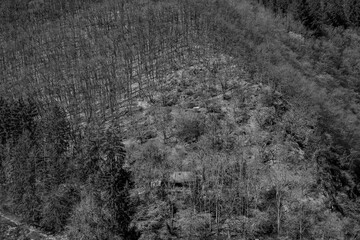 a forest seen from above in black and white