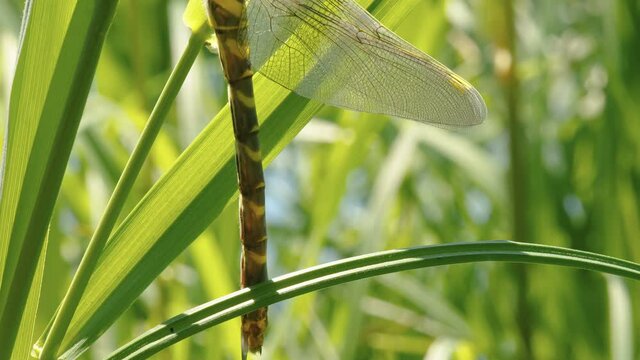 Closer look of the long body of the yellow and black dragonfly stuck on the leaf of the grass in the lake in Estonia