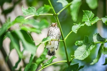 Little bird sits on a branch in a green country park