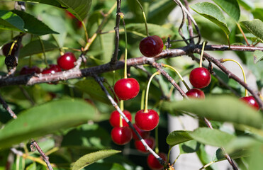 cherries on the tree in summer