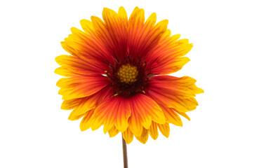 Gaillardia flowers isolated