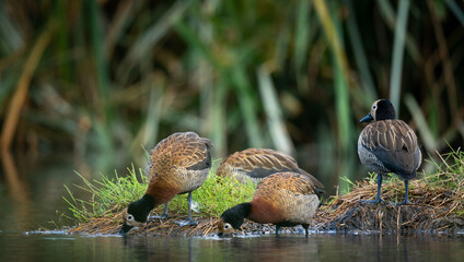 Group of white-faced whistling ducks drinking water at a lake. The white-faced whistling duck