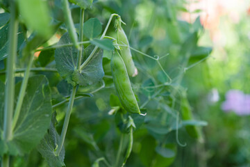 green peas growing on the farm